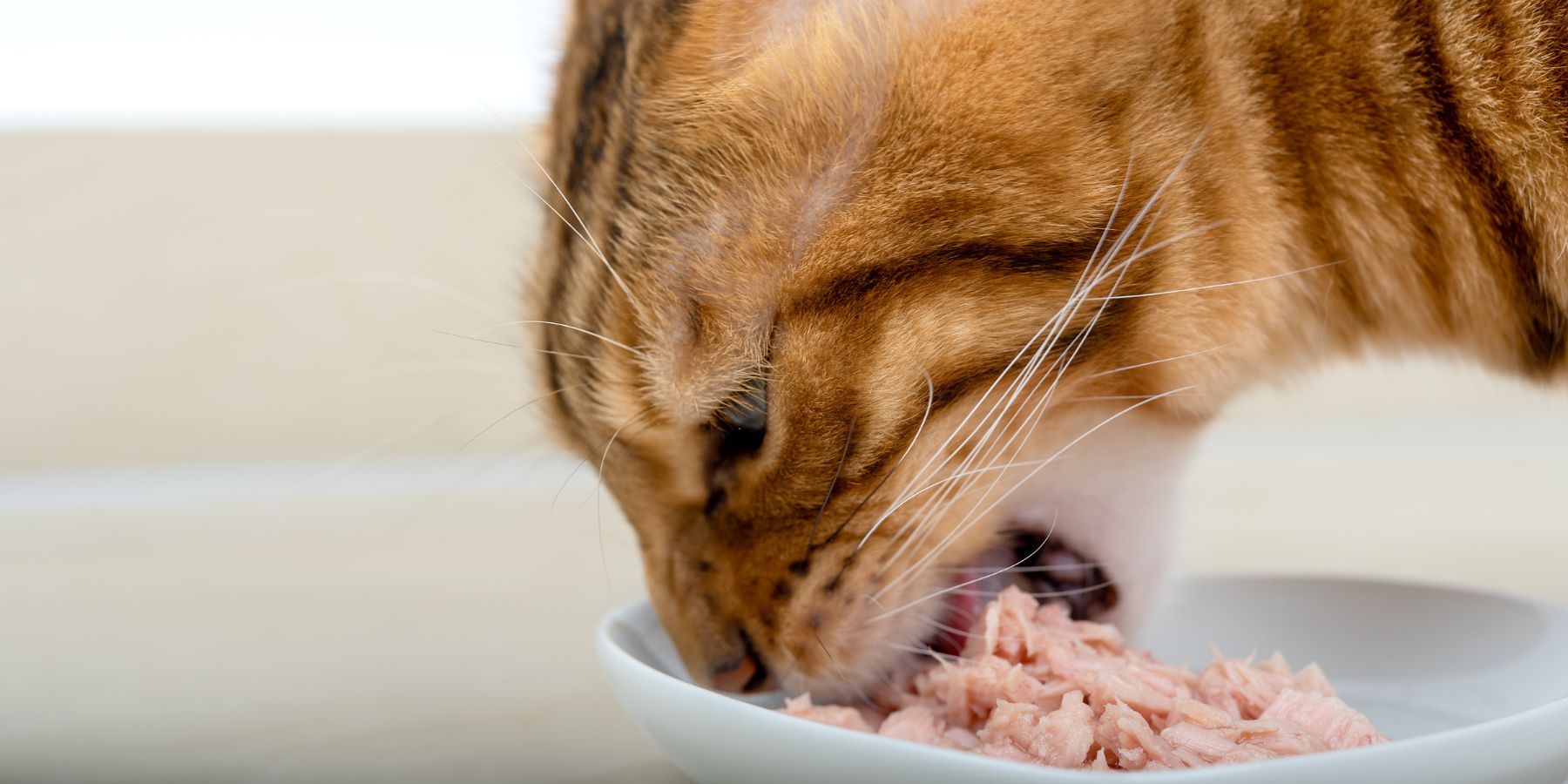 Delicious Tuna Cat Treat Recipes for Your Kitty!